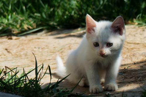 ÊÜ»ßÐлßÒ»Æð²é Ö÷¶¯Í¶°¸¡¡2020Äê·´¸¯ÈÈ´Ê